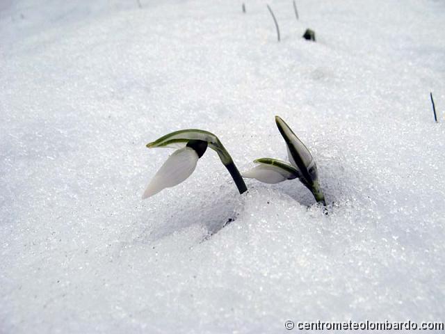 1.JPG - Cuggiono (MI) - Galanthus nivalis. (Bruno Stucchi)