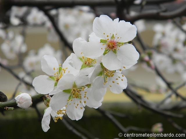2.jpg - Rho (MI) - Fiore di mandorlo. (Betty Castelli)