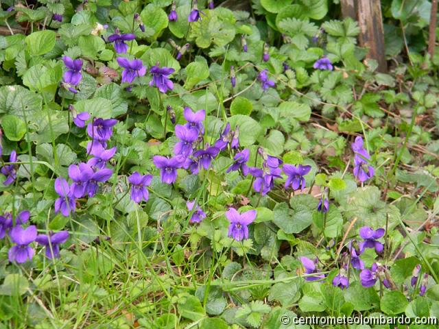 3.jpg - Rho (MI) - Violette. (Betty Castelli)