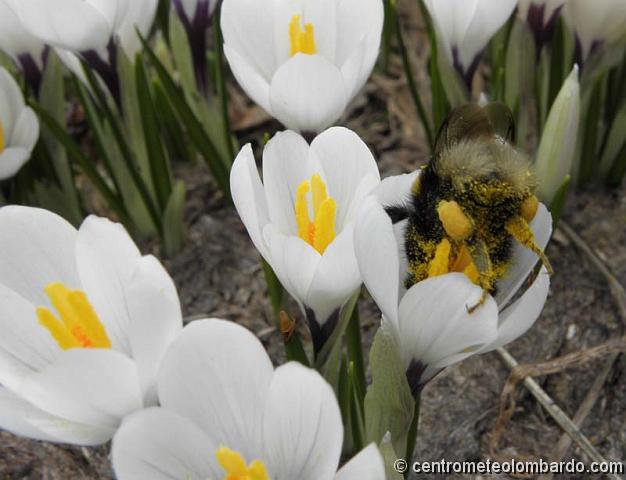 8.jpg - San Pellegrino Terme (BG) - Bombo su Crocus. (Sonzogni Mario Luigi)