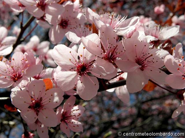 9.jpg - San Pellegrino Terme (BG) - Fiori di prugnolo. (Sonzogni Mario Luigi)