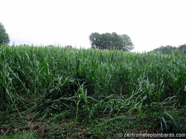 24.jpg - Alzate Brianza (CO) - 14 Luglio 2011-  Campo di mais devastato dalla grandine e dal vento (Giuseppe Aceti)