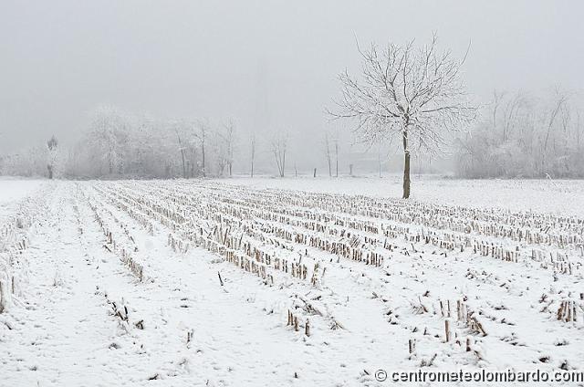 22.jpg - 17 Gennaio 2012, Corbetta (MI) Al suolo 2,5cm di neve da nebbia (Stefano Anghileri)