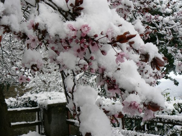 19.jpg - Domenica, ore 10.45. Albero fiorito di Prunus nell'abitato di Montepiatto, accumulo provvisorio a 600m di circa 15cm di neve. Foto di Andrea Azzi.