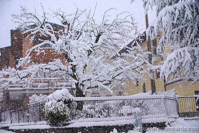 6.jpg - Domenica mattina. Barzio (LC). Fitta nevicata in corso, accumulo massimo al suolo di 25,5cm di neve. Foto di Adriano Plati.