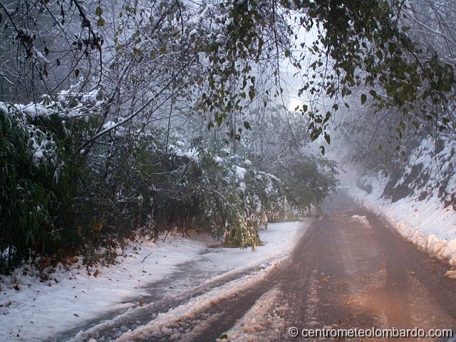 8.jpg - Como loc. Cardano, ore 16.30. Alberi appesantiti dalla neve. Foto di Stefano Vincenzi.