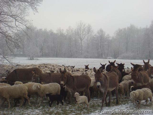 58.jpg - Casnate (CO). 20 Dicembre, ore 15. Tra gelo e neve mancavano solo loro a rendere il paesaggio simile ad un presepe. (Maria Grazia Rezzonico)