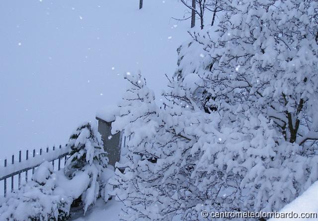 17.jpg - Gossolengo (PC). 10 Marzo, ore 9.00 Gli alberi hanno fatto il pieno. (Giuliano Rasparini)