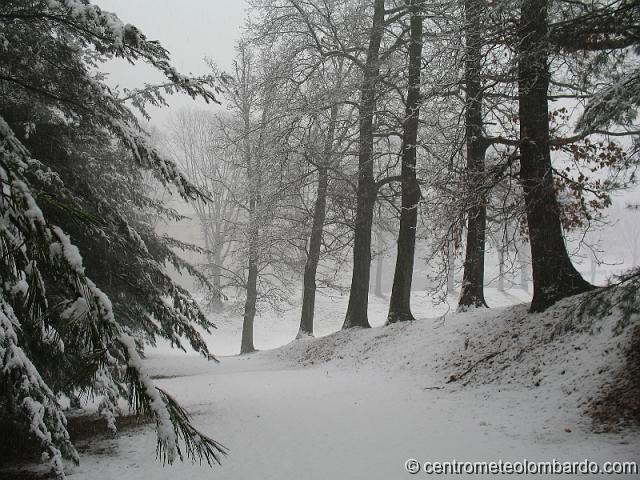 11.jpg - Venegono Inferiore (VA). Ore 14. Boschi in veste invernale. (Matteo Tacconi)