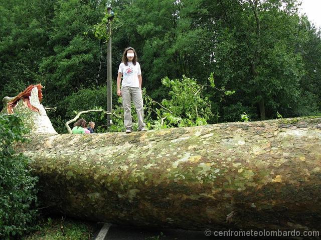 18.jpg - 12 Luglio, ore 14. Un violento temporale colpisce Alzate Brianza (CO) e abbatte questo albero di 350 anni. Foto di Cordolcini Ferruccio.